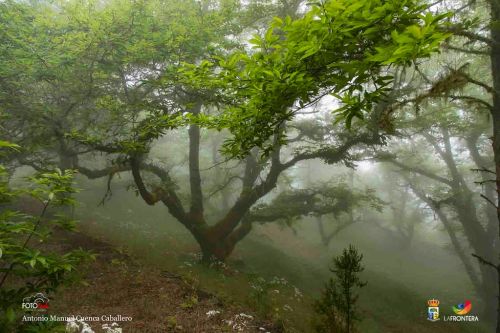 antonio m cuenca caballero l