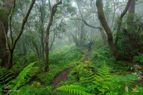 arai alonso melian l