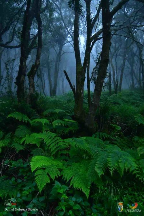 daniel nbrega siverio l