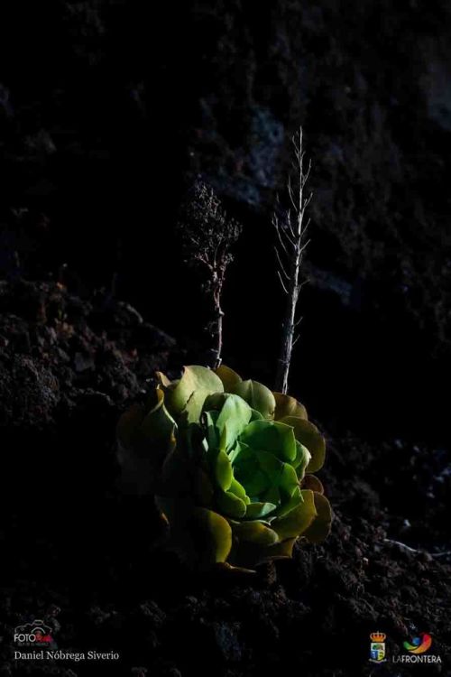 daniel nbrega siverio l