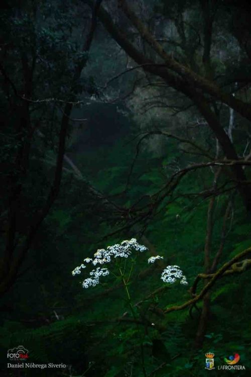 daniel nbrega siverio l