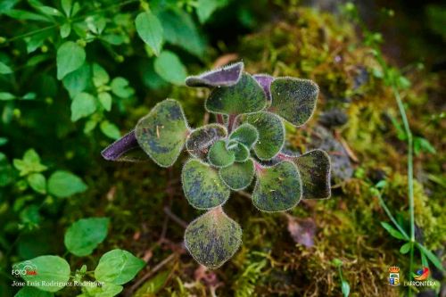 jos luis rodrguez rodrguez l