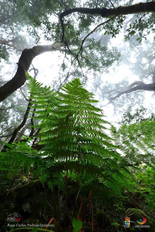 juan carlos padrn quintero l