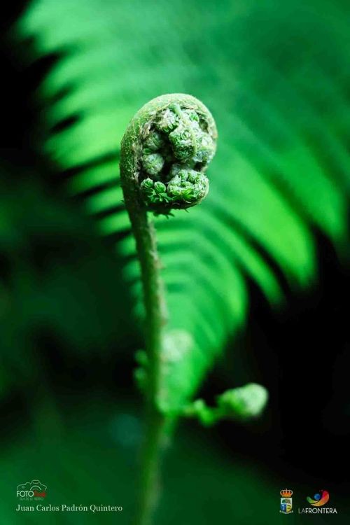 juan carlos padrn quintero l