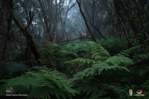 obed garca martnez l